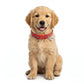 Basil Printed Adjustable Collar for Puppies & Cats – Stylish & Comfortable Design - Red