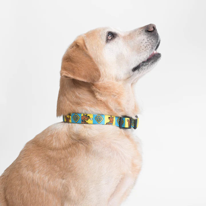 Mutt of Course Scooby Dooby Doo Dog Collar For Dogs