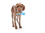 West Paw Zogoflex Tizzi Fetch Play Toy for Dogs - Granny Smith
