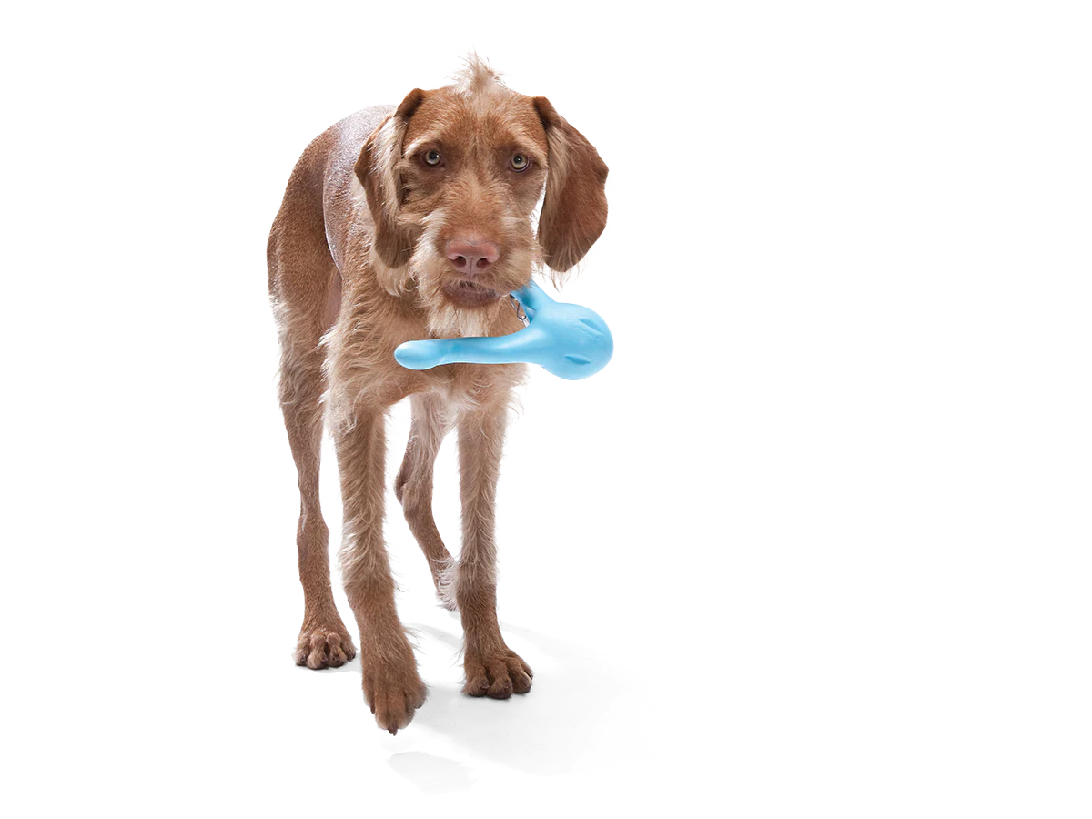 West Paw Zogoflex Tizzi Fetch Play Toy for Dogs - Granny Smith