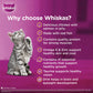 Whiskas Kitten Junior (2-12 Months) Chicken with Salmon in Jelly Wet Cat Food 80g (Pack of 14)