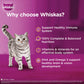 Whiskas Kitten Junior (2-12 Months) Mackerel Flavor Wet Cat Food 80g (Pack of 14)