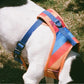 Zee dog Parker Air Mesh Plus Harness For Dogs