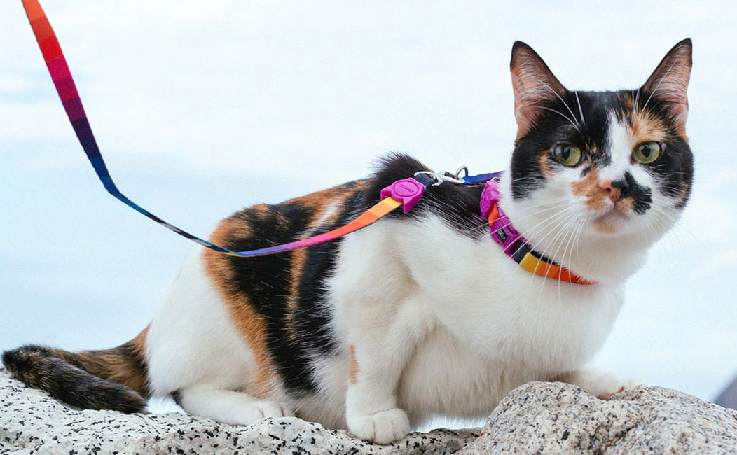 Zee dog Prisma Cat Leash & Harness Set