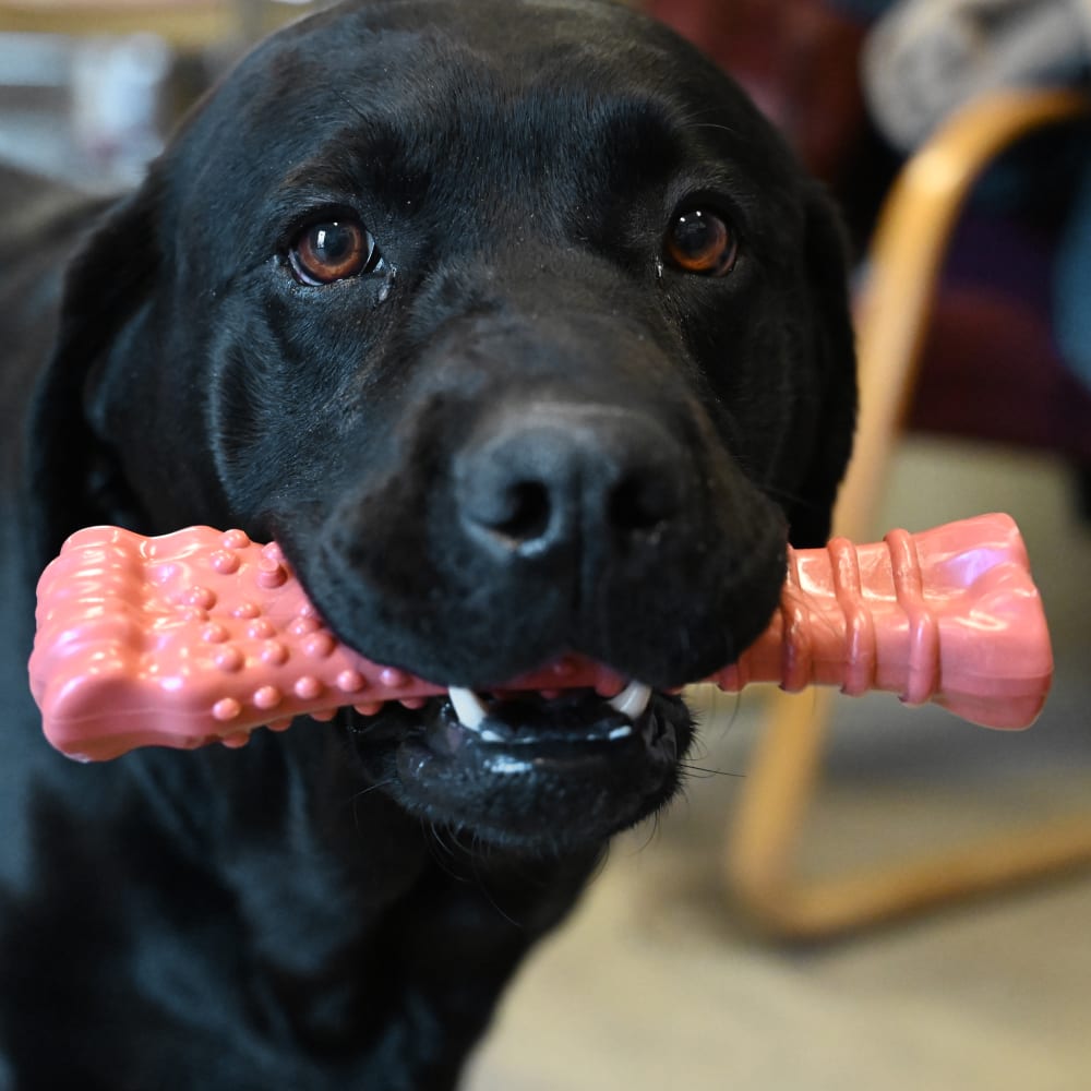 Nylabone Power Chew Textured Bone Bacon Flavor Chew Toy Up To 23kg Dogs 19.6cm x 5.71cm x 2.54cm