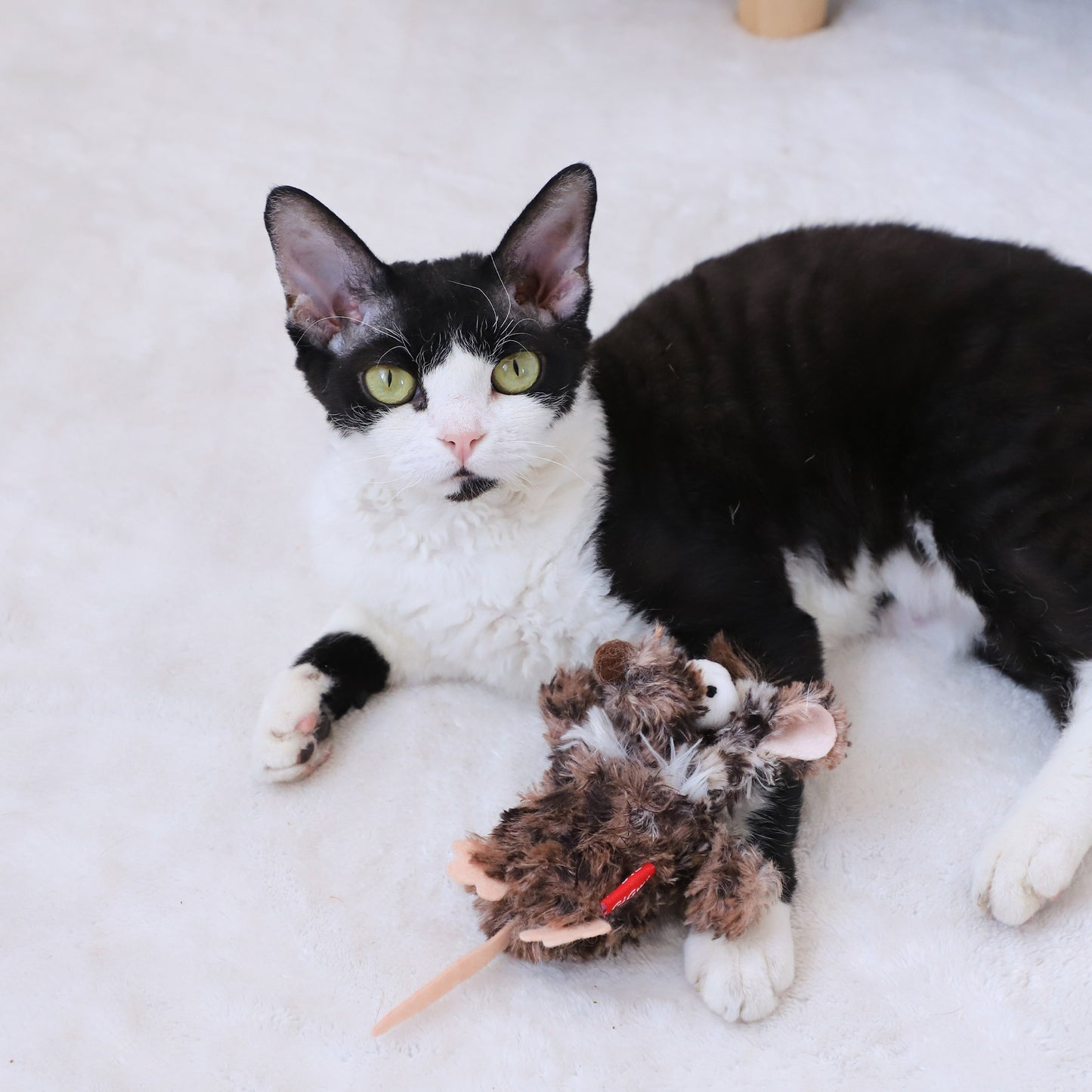Gigwi Refillable Catnip Strange Mouse Cat Toy