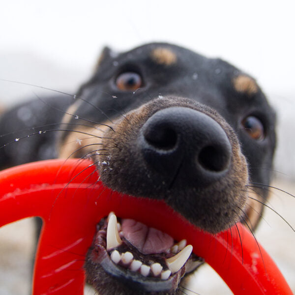 Bionic Toss-N-Tug Dog Toy 22.7cm