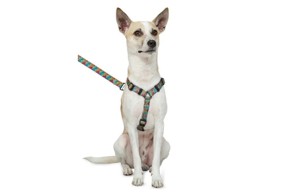 Zoomiez Bolt H - Harness For Dog