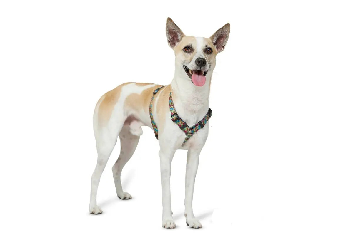 Zoomiez Bolt H - Harness For Dog