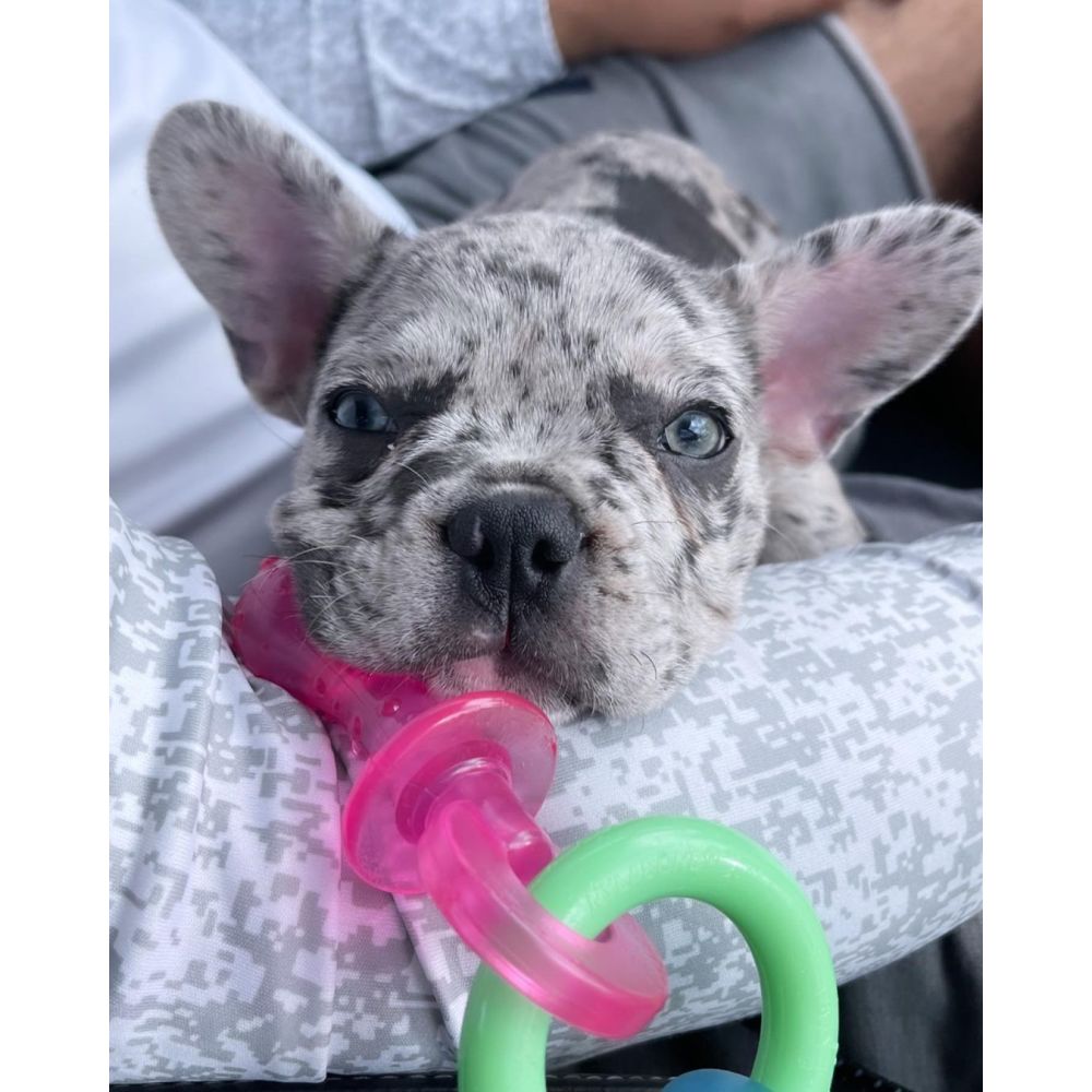 Nylabone Puppy Chew Teething Pacifier Dog Chew Toy Up To 11kg Bacon Flavor 15.24cm x 3.17cm x 3.81cm