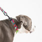 Zoomiez Drip Leash For Dog