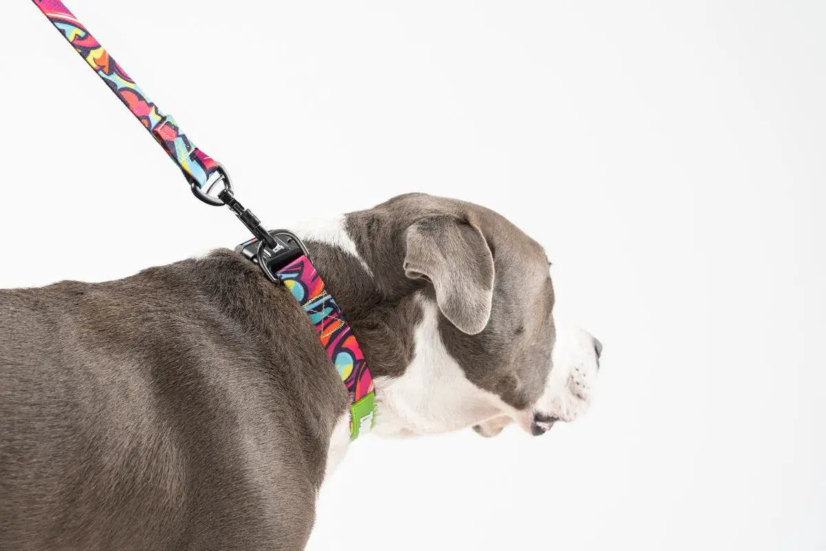 Zoomiez Drip Leash For Dog