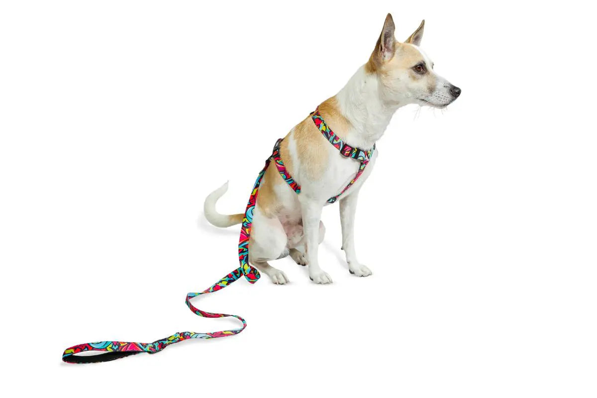 Zoomiez Drip H - Harness For Dog