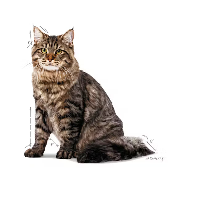 Royal Canin Urinary Care Wet Cat Food 85g