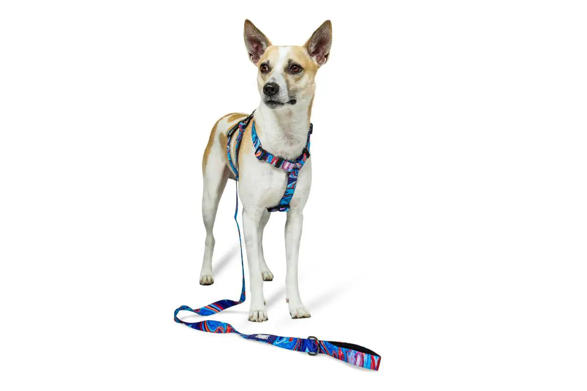 Zoomiez Fluid H - Harness For Dog