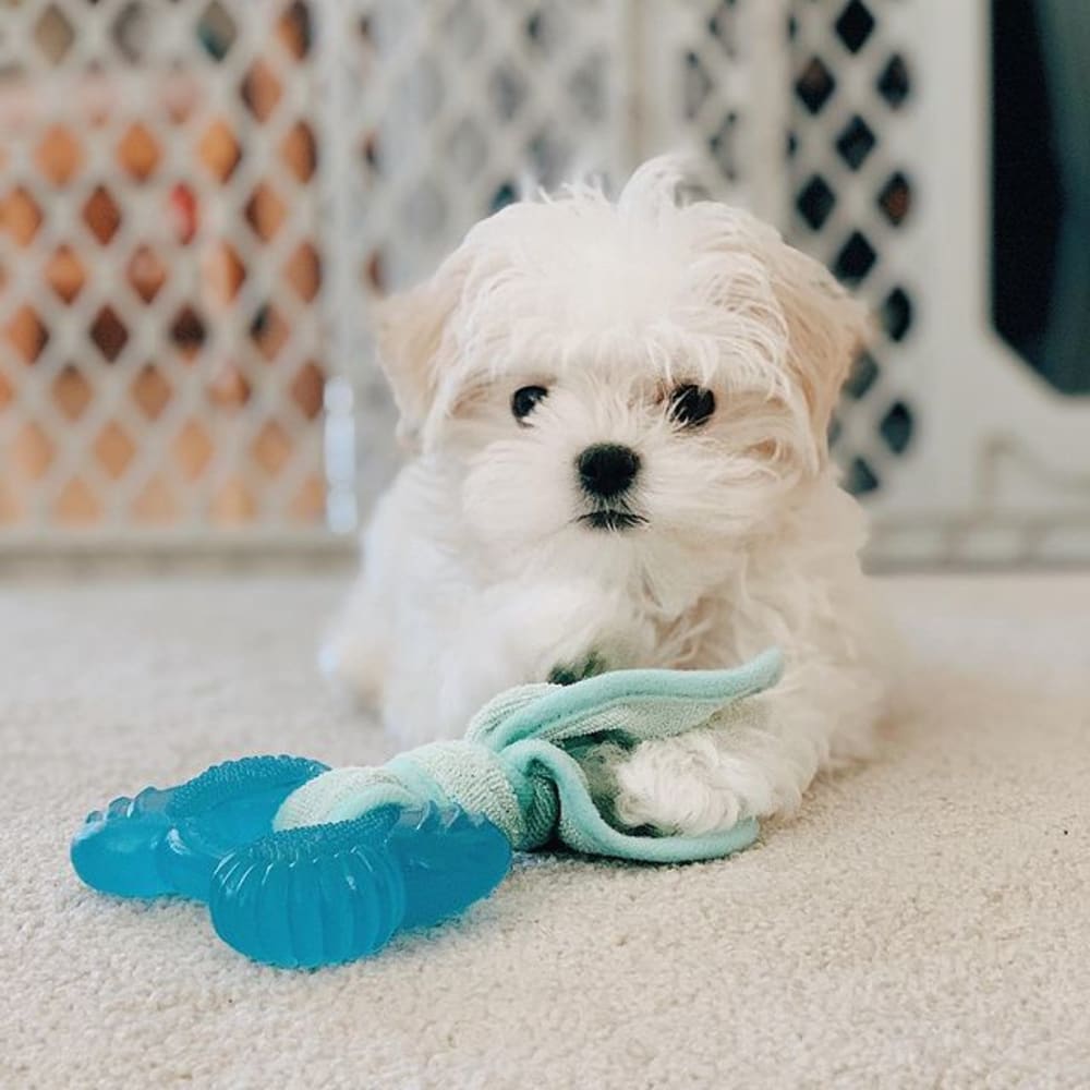 Nylabone Puppy Chew 2-in-1 Teething Freezer Bone Cloth Chew Toy Peanut Butter Flavor