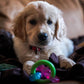 Nylabone Puppy Chew Teething Pacifier Dog Chew Toy Up To 11kg Bacon Flavor 15.24cm x 3.17cm x 3.81cm