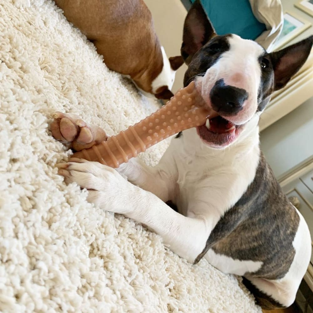 Nylabone Power Chew Textured Bone Bacon Flavor Chew Toy Up To 23kg Dogs 19.6cm x 5.71cm x 2.54cm