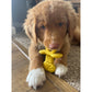 Nylabone Puppy Chew Natural Rubber Vanilla Flavor Textured Teether Chew Toy Small 11kg
