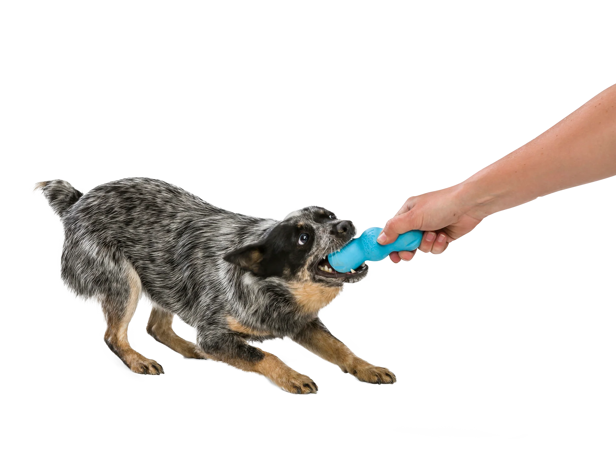 West Paw Zogoflex Rumpus Dog Toy -  Tangerine