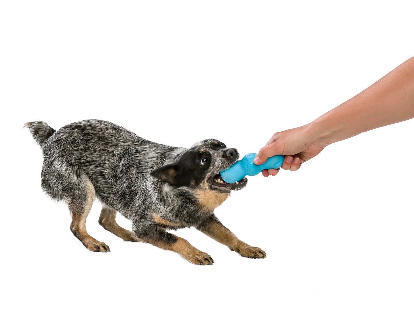 West Paw Zogoflex Rumpus Dog Toy -  Aqua Blue