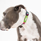 Zoomiez Swirl Collar For Dog