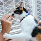 Zee dog Prisma Cat Collar