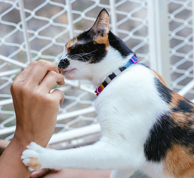 Zee dog Prisma Cat Collar