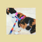 Zee dog Prisma Cat Leash & Harness Set