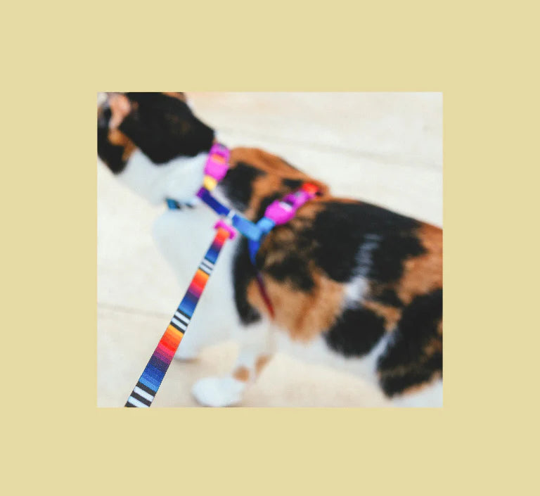 Zee dog Prisma Cat Leash & Harness Set