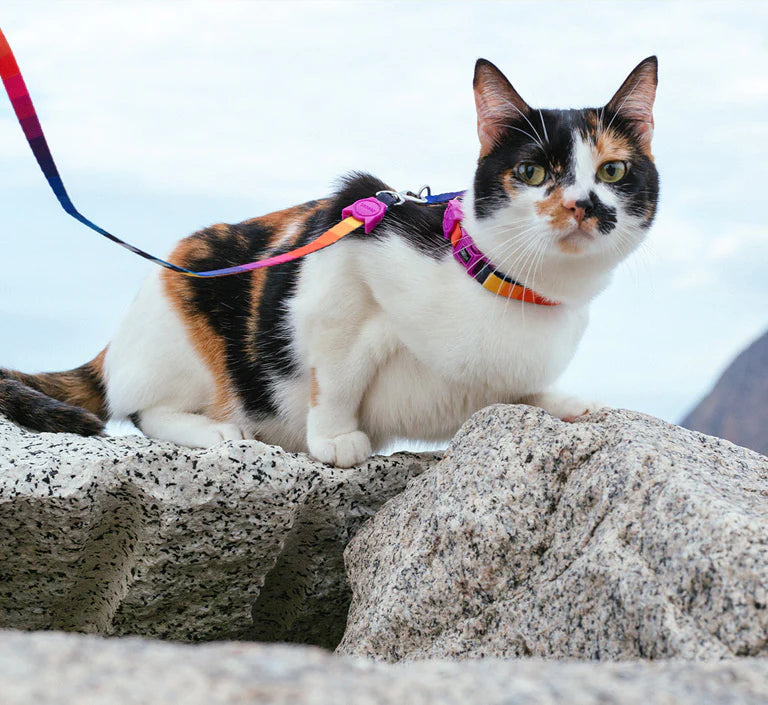 Zee dog Prisma Cat Leash & Harness Set