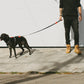 Zee dog Skull Dog Leash