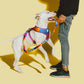 Zee dog Prisma Adjustable H Harness For Dogs Small