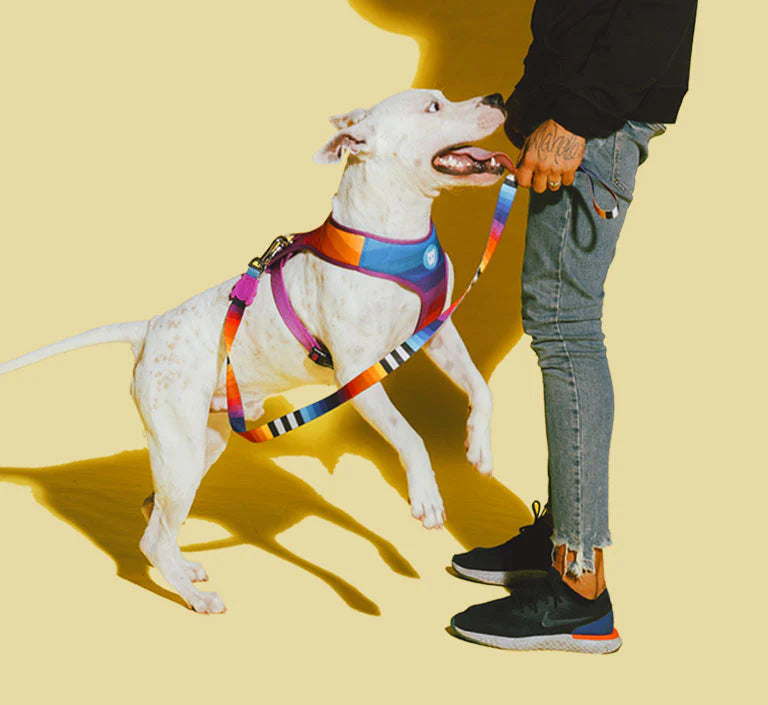 Zee dog Prisma Adjustable H Harness For Dogs Small