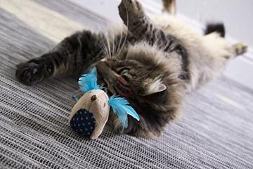 16-25-08-51GPhCgzZZL._AC_SY400_360x