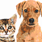 Tails Nation Pixel Art Gallery For Your Furry Friend