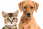 Tails Nation Pixel Art Gallery For Your Furry Friend