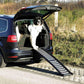 200117_PHO_PRO_DOG_39477-1