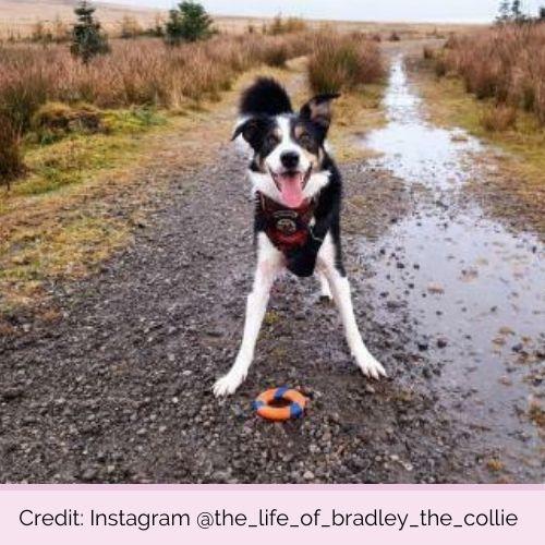 @the_life_of_bradley_the_collie-PP1011-Chuckit-Ultra-Ring