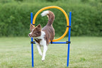 Trixie Agility Ring Orange/Blue Set For Dogs