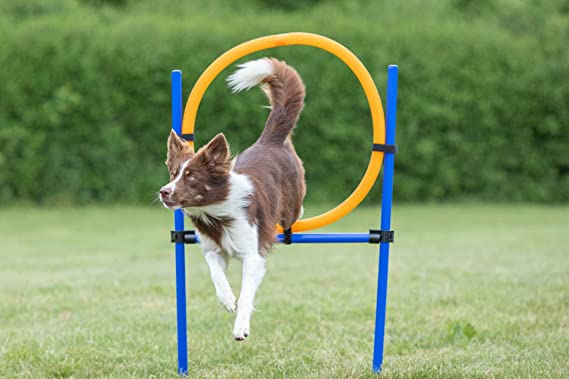 Trixie Agility Ring Orange/Blue Set For Dogs