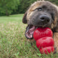 Leonberger puppy chewing on a red kong