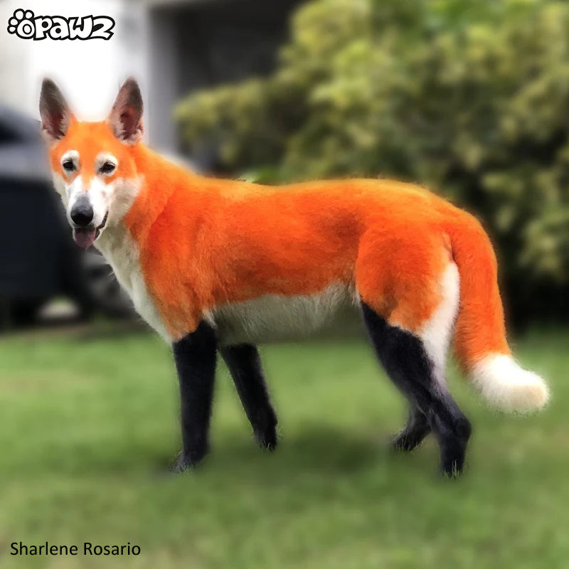Permadye-ardentorange-sharlenerosario_800x