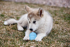 PuppyKONG_Lifestyle