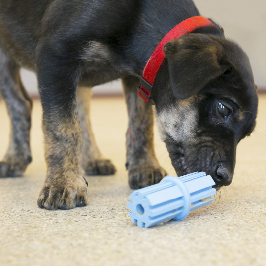 Screenshot_2020-03-31 KONG Puppy Teething Stick Dog Toy, Color Varies, Small - Chewy com(2)_540x540
