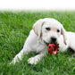 WebPic-35585401003a