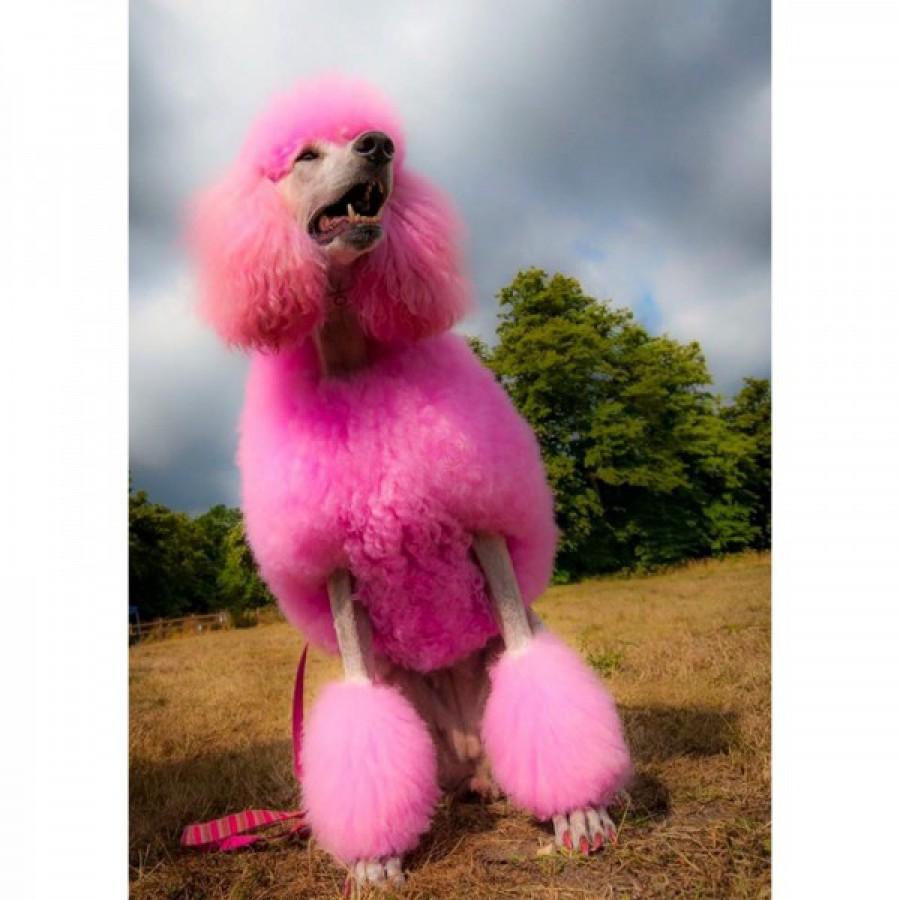Opawz Pet Hair Dye Charm Pink 150g