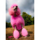 dog_hair_dye_valentine_channelle_charm_pink-900x900