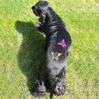 opawz_pet_chalk_for_dog_2__8_600x
