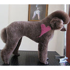 opawz_pet_chalk_temporary_color_for_dog_800x